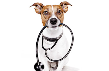 cobertura e rede credenciada healt for pet