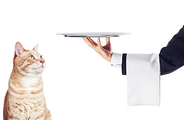 serviços exclusivos plano pet